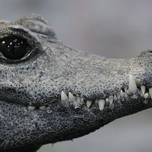 Dwarf crocodile