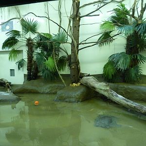 Roseate Spoonbill Exhibit