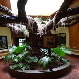 Center of Southern Swamps