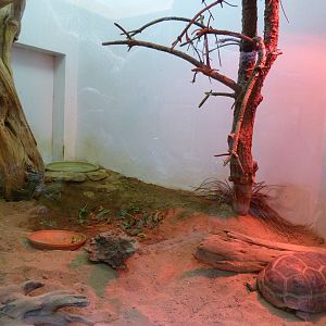 Gopher Tortoise Terrarium