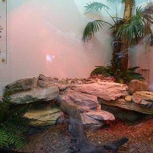 Diamondback Rattlesnack Terrarium