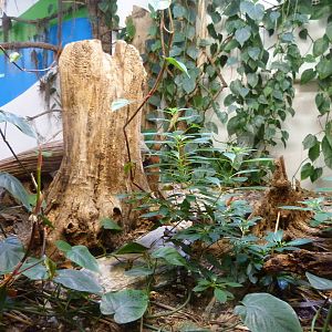 Other Part of Crocodile Exhibit