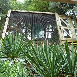Thick-Billed Parrot Exhibit