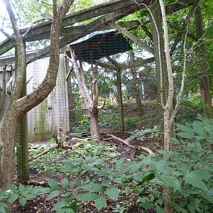 Red Tailed Hawk Exhibit
