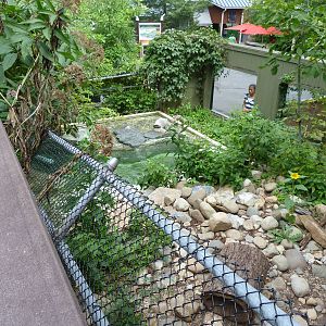 River Otter Exhibit