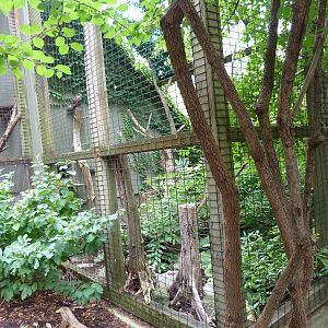 Great Horned Owl Exhibit