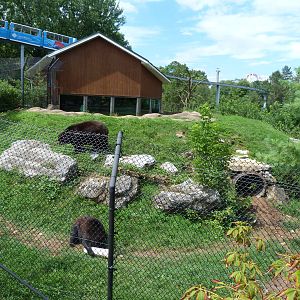Black Bear Exhibit