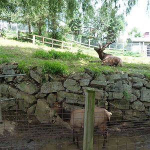 Elk Exhibit