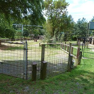 Bison Exhibit