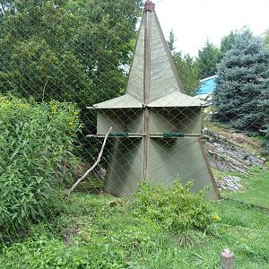 Peregrine Falcon Exhibit