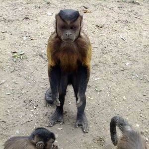 Tufted Capuchin