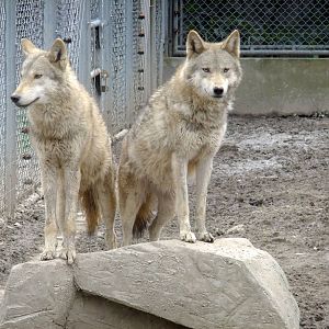 Wolves