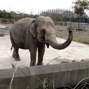 Asian Elephant