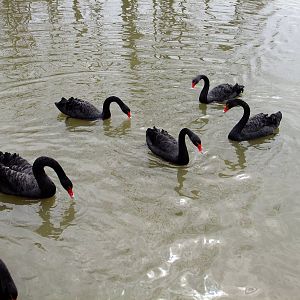 Black Swans