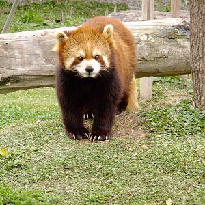 Red Panda