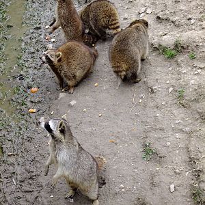 Racoons