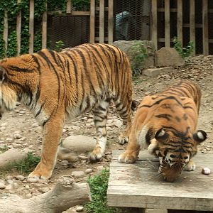 Bengal Tigers