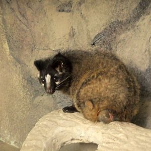 Masked Palm Civet