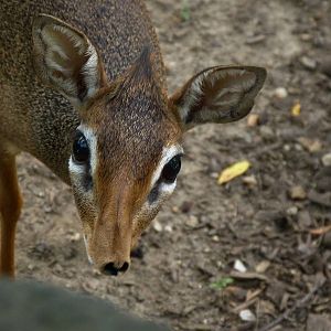 Excuse Me, down here!