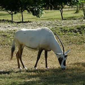arabian oryx