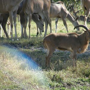 barbary goat and kudu