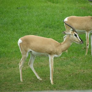 soemmering gazelle