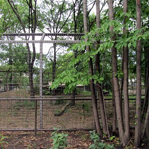 Topeka Zoo 2011 - African Lion Exhibit