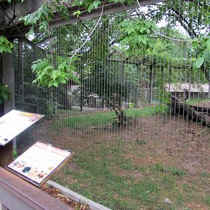 Topeka Zoo 2011 - African Lion Exhibit