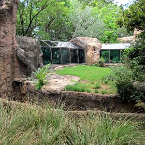 Topeka Zoo 2011 - 1st Western Lowland Gorilla Exhibit