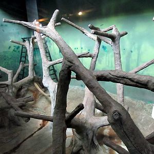 Topeka Zoo 2011 - Indoor Bornean Orangutan