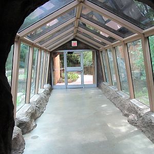 Topeka Zoo 2011 - Western Lowland Gorilla Tunnel