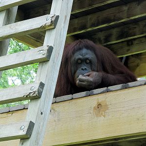Topeka Zoo 2011 - Bornean Orangutan