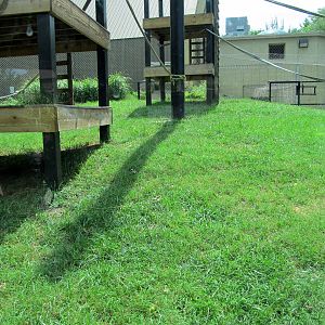 Topeka Zoo 2011 - Bornean Orangutan Exhibit