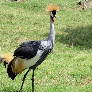 Topeka Zoo 2011 - Gray Crowned Crane