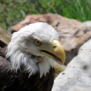 Topeka Zoo 2011 - Bald Eagle