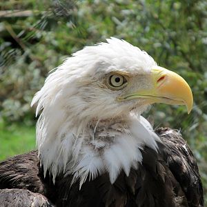 Topeka Zoo 2011 - Bald Eagle