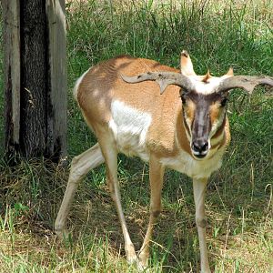 Topeka Zoo 2011 - Pronghorn