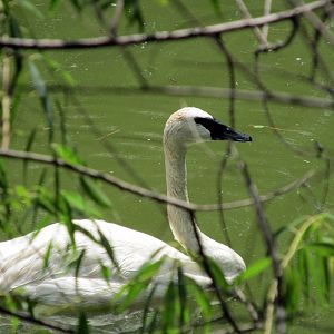 Topeka Zoo 2011 - Trumpeter Swan