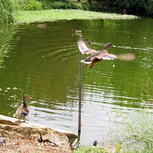 Topeka Zoo 2011 - Mallards