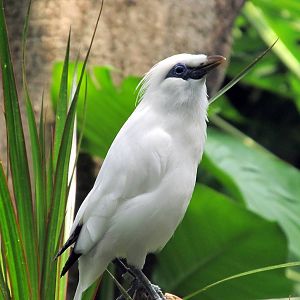 Topeka Zoo 2011 - Bali Mynah