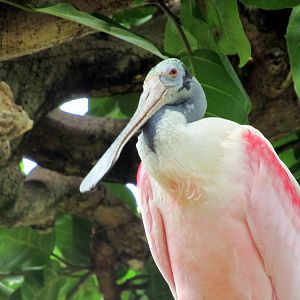 Topeka Zoo 2011 - Roseate Spoonbill