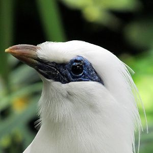 Topeka Zoo 2011 - Bali Mynah