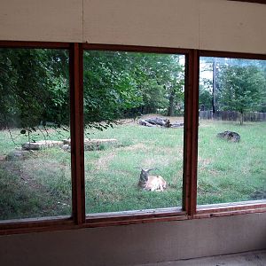 Topeka Zoo 2011 - Pronghorn Exhibit