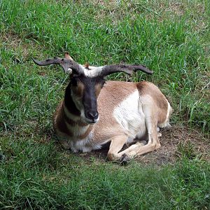 Topeka Zoo 2011 - Pronghorn