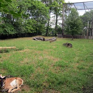 Topeka Zoo 2011 - Pronghorn Exhibit