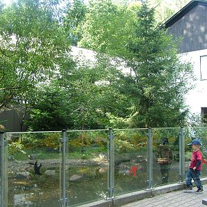 Raccoon Exhibit at Kaiserslautern, 01/09/10