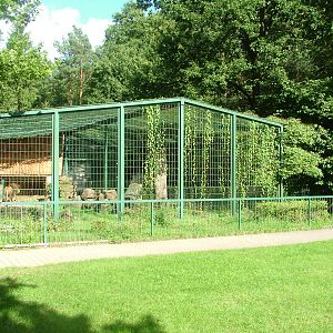 Lion Exhibit at Kaiserslautern, 01/09/10