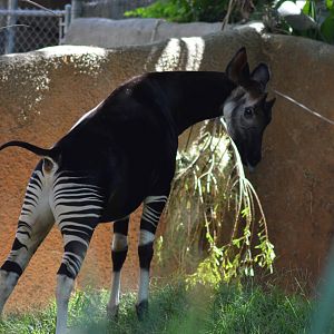 Okapi