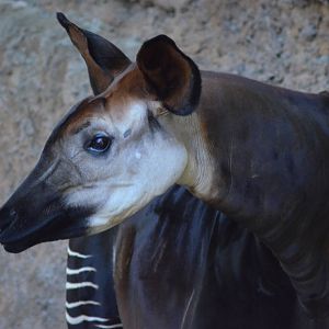 Okapi