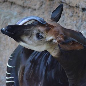 Okapi